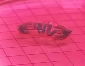 巴塞罗那科技大学：硅胶3D打印生物混合型软体机器人