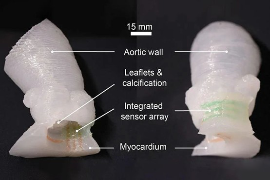 明尼苏达大学： 硅胶3D打印心脏瓣膜模型（内含软质传感器）