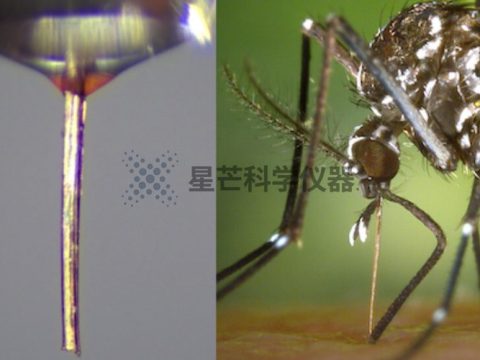 蚊子口器变身微型喷嘴，赋能高分辨率3D打印