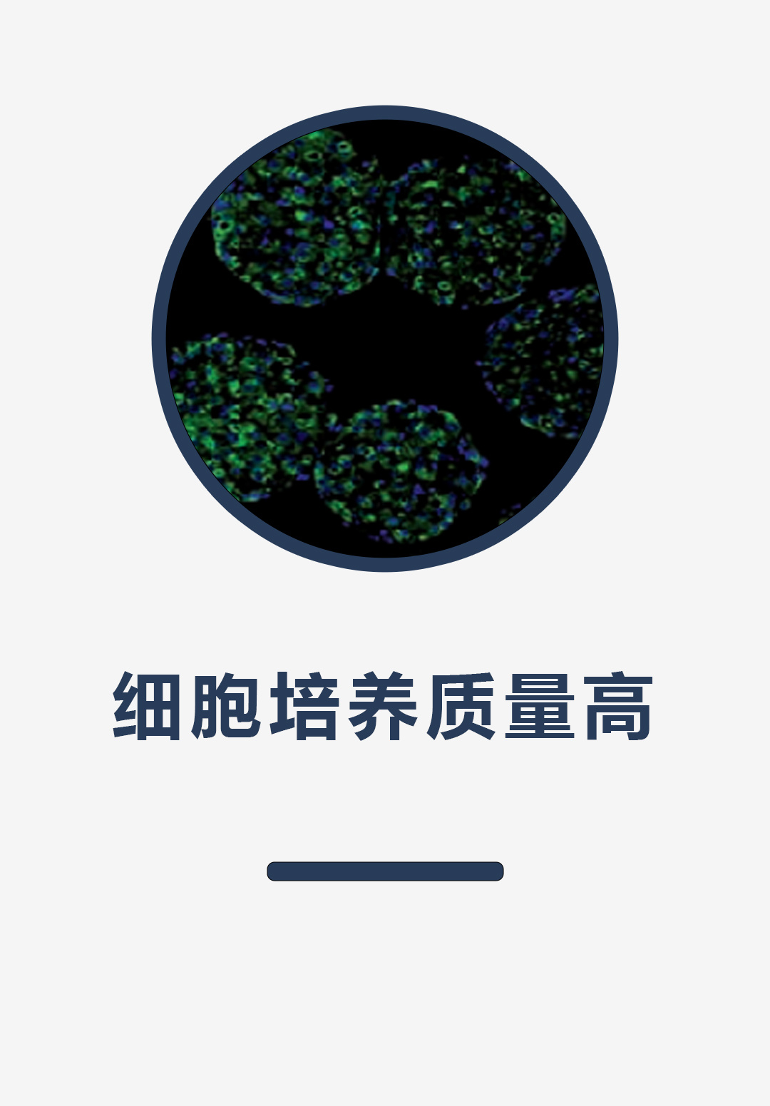 细胞培养质量高
