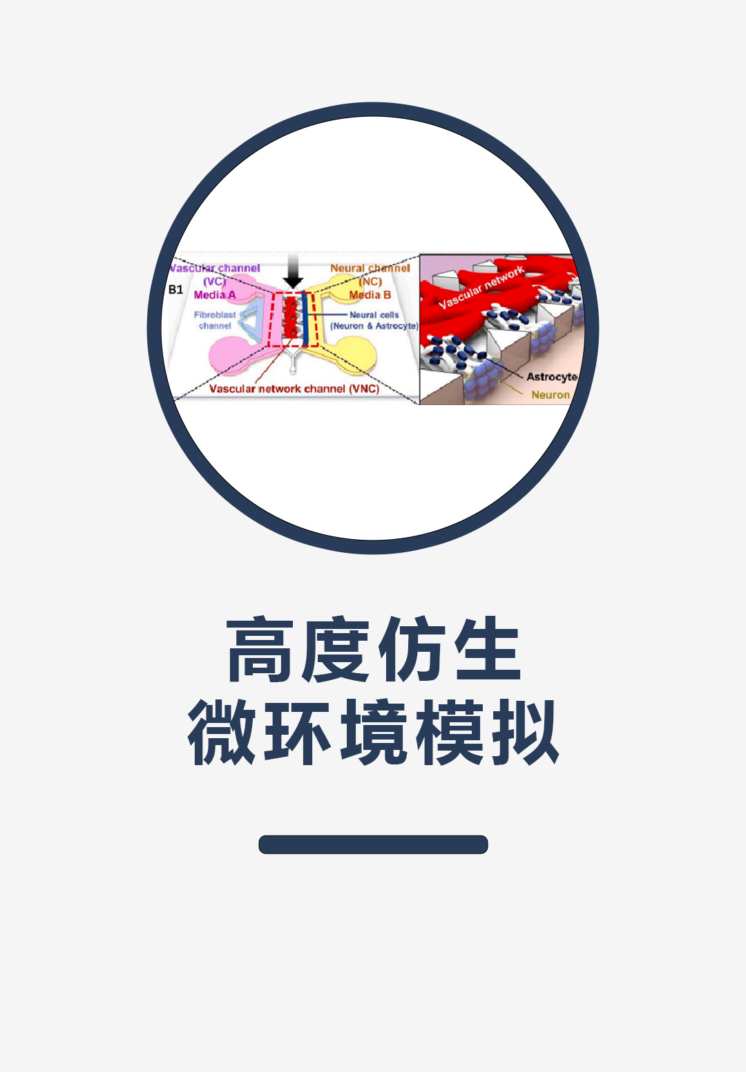 高度仿生的微环境模拟