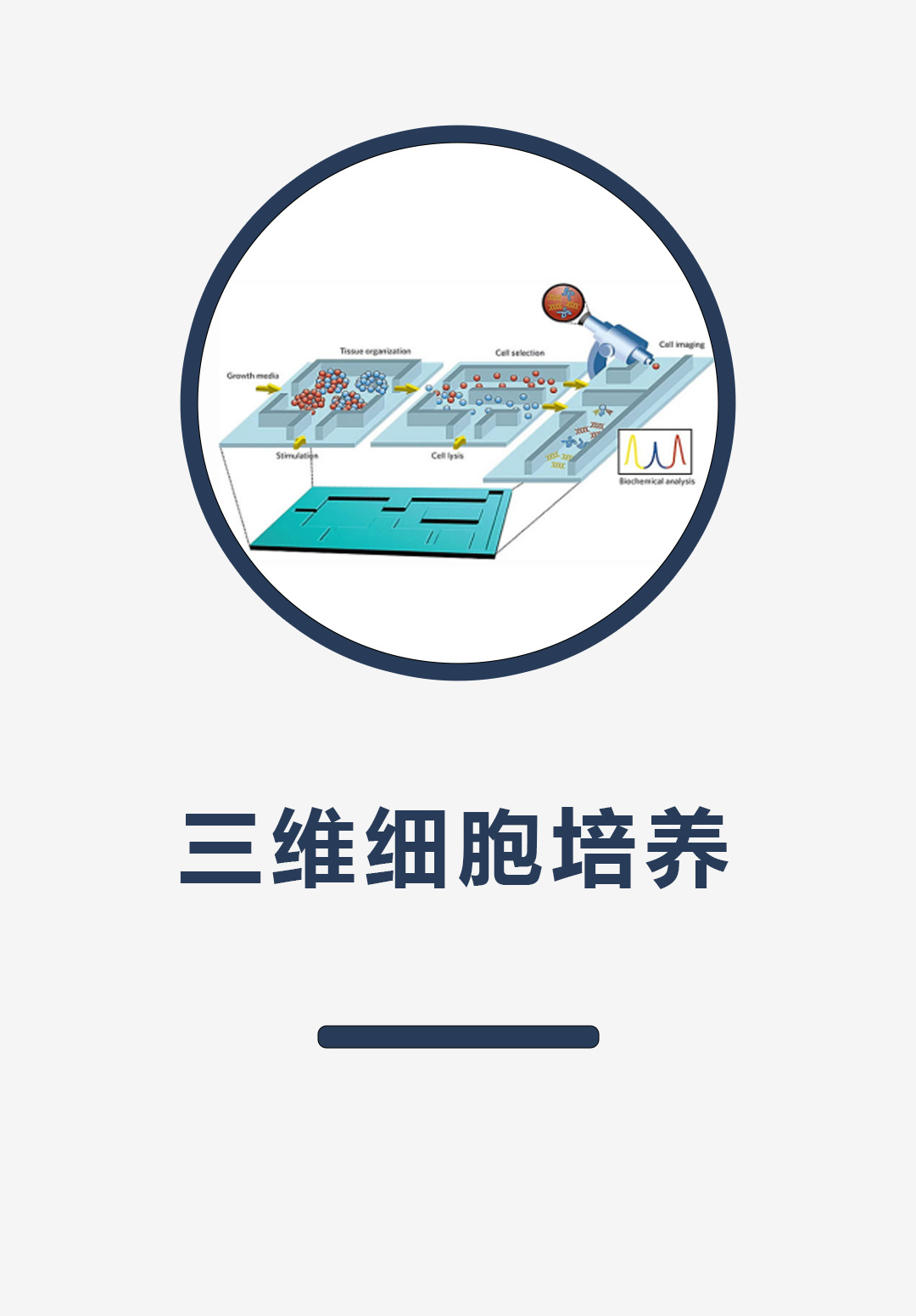 三维细胞培养