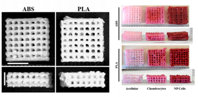 通过 3D 打印 技术打印了PLA 支架，将关节软骨细胞和髓核（NP）细胞在两种支架培养三周，发现两种细胞均增殖良好、活力高，且都产生大量蛋白聚糖和 II 型胶原，力学测试显示支架稳定性可持续，表明支架具有良好的组织修复能力。
