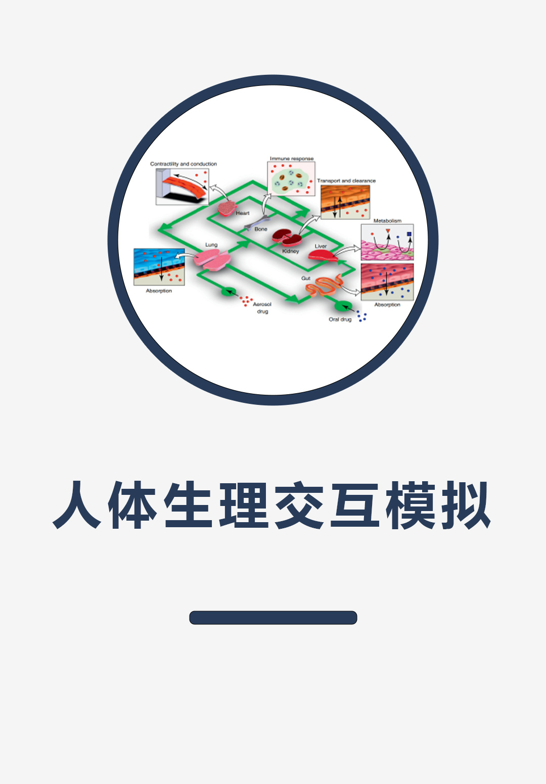 人体生理交互模拟